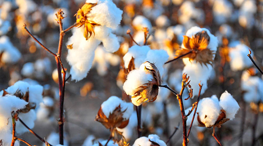 Uzbek cotton — photo 2