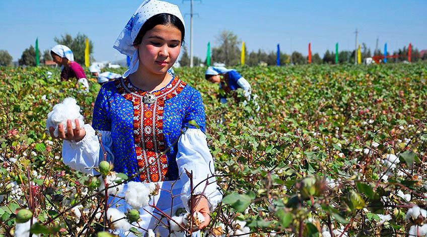 Uzbek cotton — photo 3