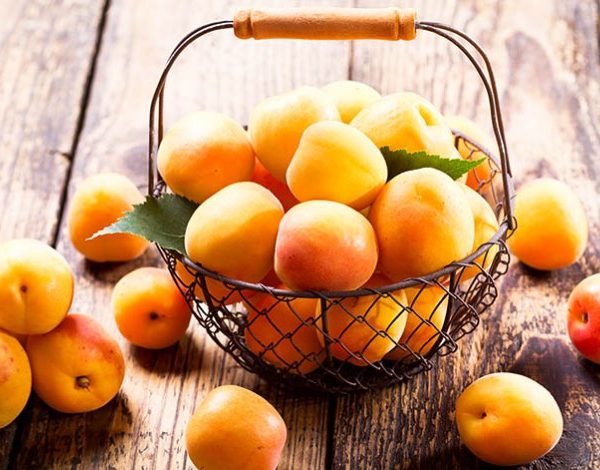 Uzbek apricots — photo 1